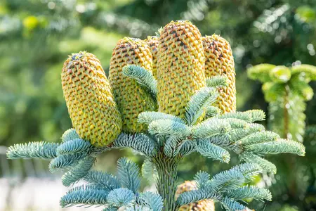 Abies procera 'Glauca' - 12-15 CM P9 - image 4