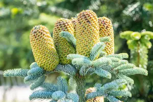 Abies procera 'Glauca' - 12-15 CM P9 - image 4