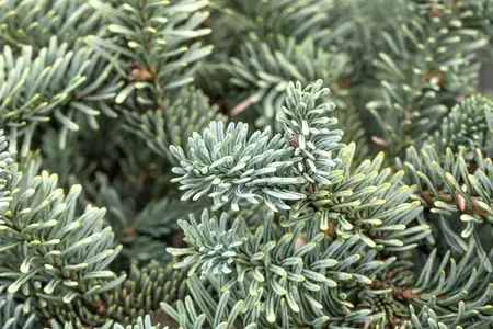 Abies procera 'Glauca' - 12-15 CM P9 - image 5