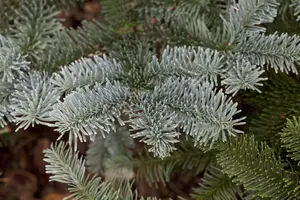 Abies procera 'Procumbens' - LINERS P9 - image 2