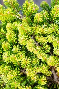 Abies veitchii 'Heddergott' - 1/2 STEM, GIRTH 20-25 CM CONT - image 4