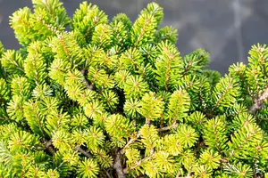 Abies veitchii 'Heddergott' - 1/2 STEM, GIRTH 20-25 CM CONT - image 2