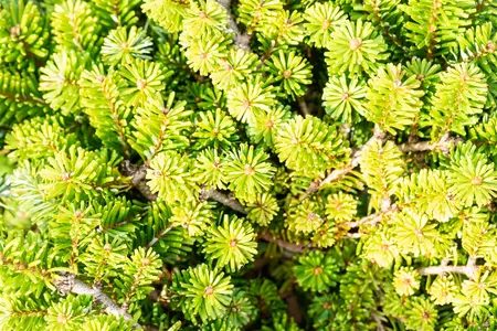 Abies veitchii 'Heddergott' - 1/2 STEM, GIRTH 20-25 CM CONT - image 3