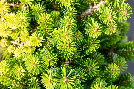 Abies veitchii 'Heddergott' - 1/2 STEM, GIRTH 20-25 CM CONT - image 5