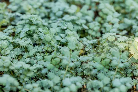 Acaena buchananii - P9 - image 3