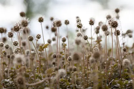 Acaena microphylla - P9 - image 2