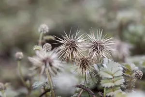 Acaena microphylla - P9 - image 4