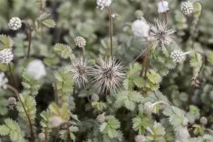 Acaena microphylla - P9 - image 5