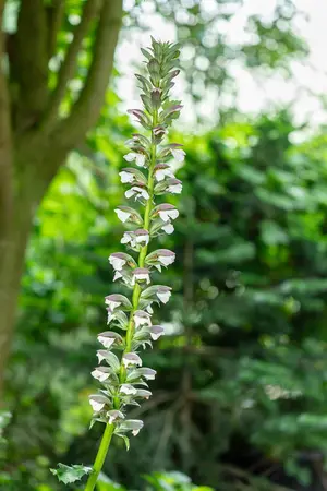 Acanthus hung. 'White Lips' - 2 Ltr pot - image 1