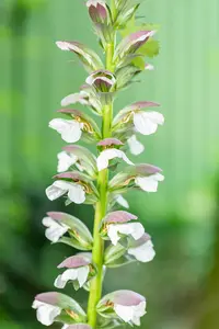 Acanthus hung. 'White Lips' - 2 Ltr pot - image 3