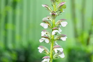 Acanthus hung. 'White Lips' - 2 Ltr pot - image 2