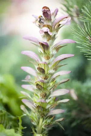 Acanthus hungaricus - P9 - image 2