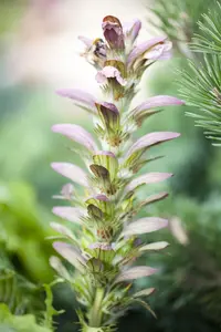 Acanthus hungaricus - P9 - image 2