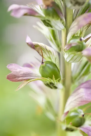 Acanthus hungaricus - P9 - image 3