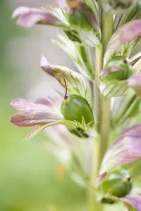 Acanthus hungaricus - P9 - image 3