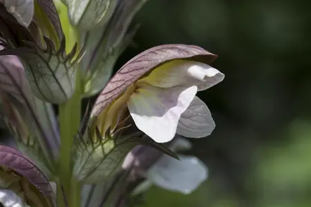 Acanthus hungaricus - P9 - image 4