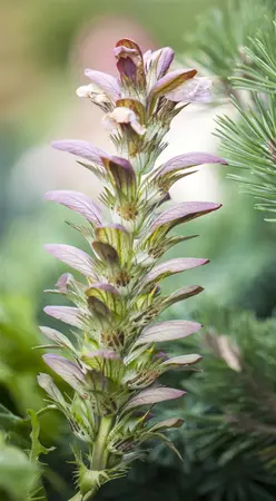 Acanthus hungaricus - P9 - image 1