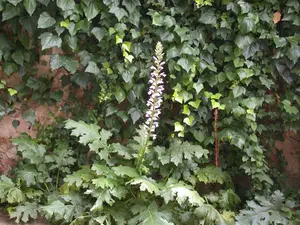 Acanthus mollis