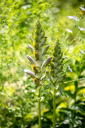 Acanthus mollis 'Rue Ledan'         - 2 Ltr pot - image 2