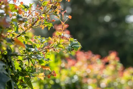 Acer 'Ample Surprise' - 90 CM STEM 7.5 L - image 1