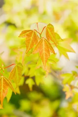 Acer buergerianum - 60-80 CM C2 - image 2