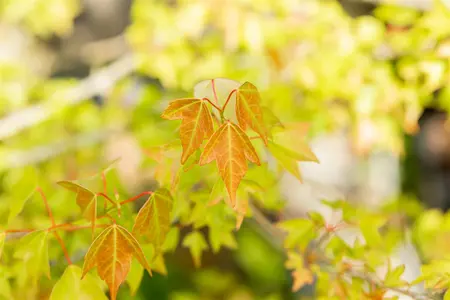 Acer buergerianum - 60-80 CM C2 - image 1