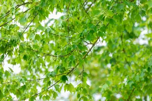 Acer buergerianum - 60-80 CM C2 - image 3