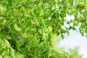 Acer buergerianum - 60-80 CM C2 - image 4