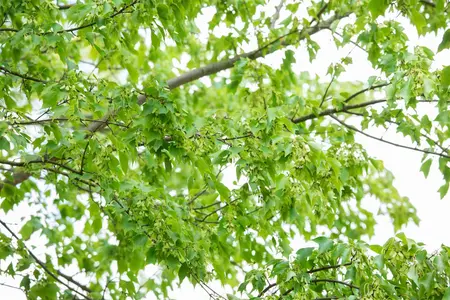 Acer buergerianum - 60-80 CM C2 - image 5