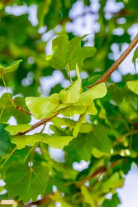 Acer campestre 'Elsrijk'