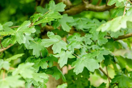 Acer campestre 'Nanum' - 100 CM STEM C10 - image 1