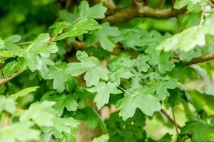 Acer campestre 'Nanum'