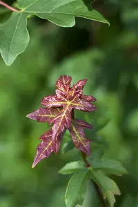 Acer campestre 'Streetwise'