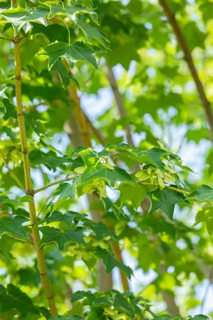 Acer cappadocicum 'Rubrum' - 100-125 CM C6 - image 2