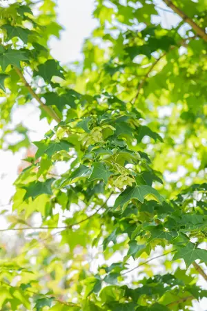 Acer cappadocicum 'Rubrum' - 100-125 CM C6 - image 4