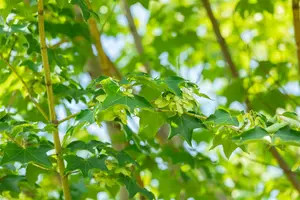 Acer cappadocicum 'Rubrum' - 100-125 CM C6 - image 3