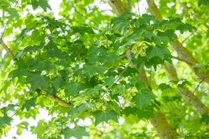 Acer cappadocicum 'Rubrum' - 100-125 CM C6 - image 5