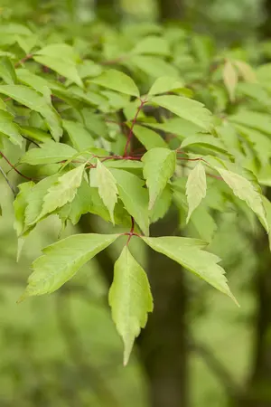 Acer cissifolium - STDS 18-20 CM RB - image 2