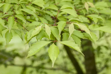 Acer cissifolium - STDS 18-20 CM RB - image 1