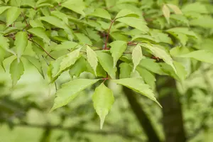 Acer cissifolium