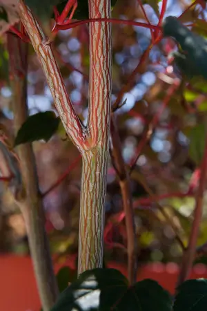 Acer conspicuum 'Red Flamingo' - 40-60 CM C3 - image 2