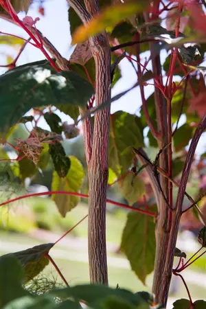 Acer conspicuum 'Red Flamingo' - 40-60 CM C3 - image 3