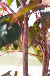 Acer conspicuum 'Red Flamingo' - 40-60 CM C3 - image 4