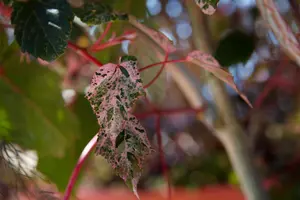 Acer conspicuum 'Red Flamingo'