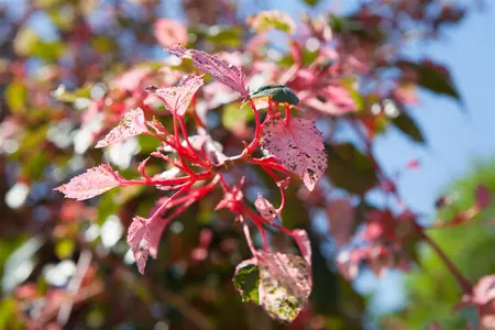 Acer conspicuum 'Red Flamingo' - 40-60 CM C3 - image 5