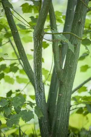 Acer davidii - 1.5 Ltr pot - image 2