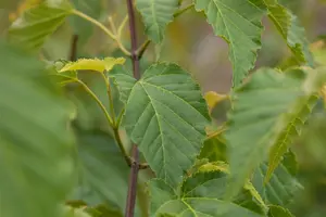 Acer davidii - 1.5 Ltr pot - image 5