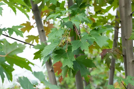 Acer freemanii 'Jeffersred' - 100-125 CM C5 - image 2