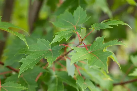 Acer freemanii 'Jeffersred' - 100-125 CM C5 - image 3