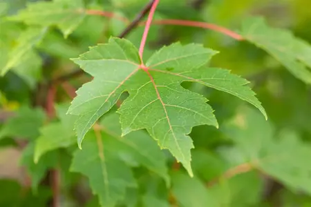 Acer freemanii 'Jeffersred' - 100-125 CM C5 - image 4